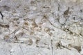 Dinosaur skeletons in Dinosaur National Monument, Utah, USA