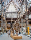 Dinosaur skeletons in the Oxford University Museum of Natural History, Oxford, Oxfordshire, UK