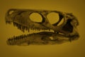 A detailed dinosaur skull in a yellow background