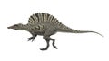 Dinosaur Spinosaurus Royalty Free Stock Photo