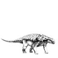 Dinosaur stegosaurus Armadillo sketch vector graphics