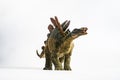 Dinosaur , Stegosaurus on white background