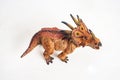 Dinosaur , Styracosaurus on white background Royalty Free Stock Photo