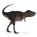 Dinosaur Tarbosaurus Royalty Free Stock Photo
