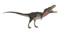 Dinosaur Tarbosaurus Royalty Free Stock Photo