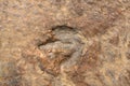 Dinosaur track Royalty Free Stock Photo