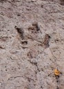 A dinosaur track is deeply imprinted in some sandstone and an aspen leaf is in the bottom right corner for scale Royalty Free Stock Photo