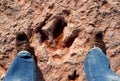 Dinosaur tracks Royalty Free Stock Photo