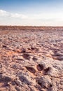 Dinosaur tracks in Arizona desert Royalty Free Stock Photo