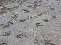 Dinosaur tracks. Bretun. The Ichnite Route. Dinosaur tracks