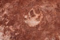 Dinosaur Tracks in Coyote Buttes North