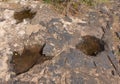 Dinosaur tracks in the desert