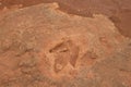 Dinosaur Tracks Royalty Free Stock Photo