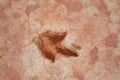 Dinosaur tracks near Tuba City Royalty Free Stock Photo