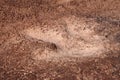 Dinosaur tracks, outside Moab, Utah, USA Royalty Free Stock Photo