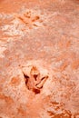 Dinosaur tracks usa Royalty Free Stock Photo