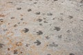 Dinosaur footprints trackway Royalty Free Stock Photo