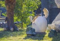 Dinosaur - Triceratops cub in egg