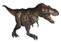 Dinosaur Tyrannosaurus Royalty Free Stock Photo