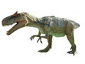 Dinosaur Tyrannosaurus rex isolated on white background Royalty Free Stock Photo