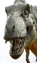 Dinosaur Tyrannosaurus rex on white Royalty Free Stock Photo