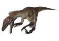 Dinosaur Utahraptor Royalty Free Stock Photo