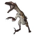 Dinosaur Utahraptor Royalty Free Stock Photo