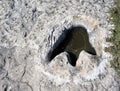 Dinosaur Tracks in Texas. Royalty Free Stock Photo