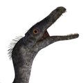 Dinosaur Velociraptor Royalty Free Stock Photo