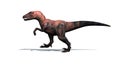 Dinosaur - Velociraptor - isolated on white background Royalty Free Stock Photo
