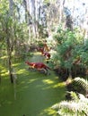 Dinosaur world swamp picture