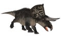 Dinosaur Zuniceratops Royalty Free Stock Photo