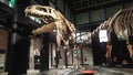 Dinosaurs exhibition