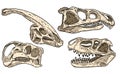 Dinosaurs hand drawn skulls colorful doodles set. Carnivorous and herbivorous fossils collection of images. Vector illustration Royalty Free Stock Photo