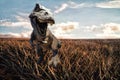 Dinosaurs model on farm mountain background