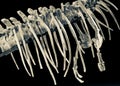 Dinosaurs skeleton Royalty Free Stock Photo