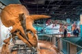 Dinossaur Fossiles Hall at th Interior of The National Natural History Museum of the Smithsonian Institution - Washigton, D.C., US Royalty Free Stock Photo