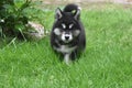 Dinstinctive Black and White Markings on an ALusky Pup Royalty Free Stock Photo