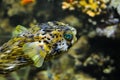 SpinyÃÂ balloonfish - Diodon holocanthus