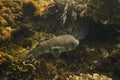 Porcupinefish swimming in a reef