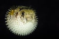 Diodontidae, Porcupinefish or Blowfish Royalty Free Stock Photo