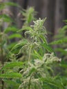 Dioecious nettle Royalty Free Stock Photo