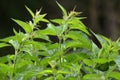 Dioecious nettle Urtica dioica grows in nature Royalty Free Stock Photo