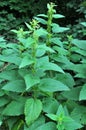 Dioecious nettle Urtica dioica grows in nature Royalty Free Stock Photo