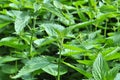 Dioecious nettle Urtica dioica grows in nature Royalty Free Stock Photo