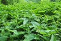 Dioecious nettle Urtica dioica grows in nature Royalty Free Stock Photo