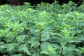 Dioecious nettle (Urtica dioica) grows in nature Royalty Free Stock Photo
