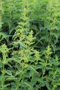 Dioecious nettle (Urtica dioica) grows in nature Royalty Free Stock Photo