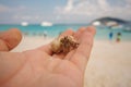 Diogenes-crab hermit , pagurian, soldier crab on male hand