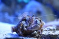 Diogenes-crab Royalty Free Stock Photo